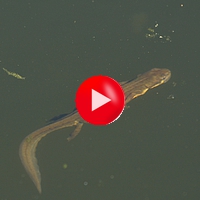 salamander videoklip